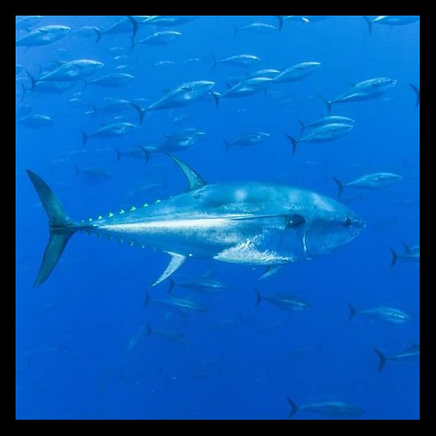 Bluefin Tuna Bluefin Tuna