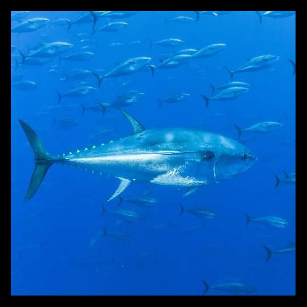 Bluefin Tuna