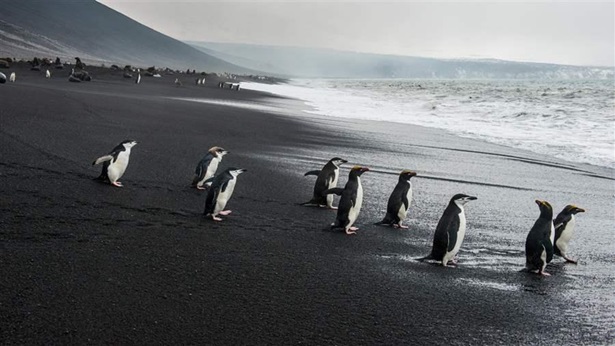 Penguin beach