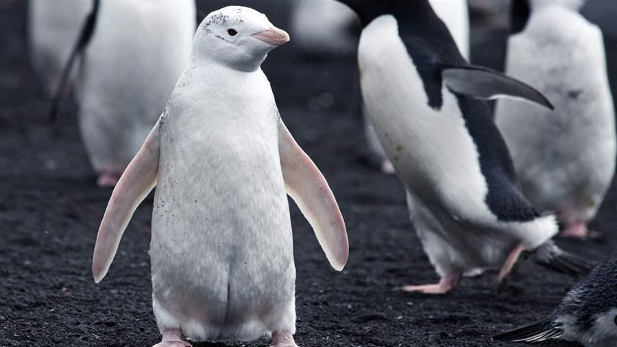 leucistic chinstrap penguin