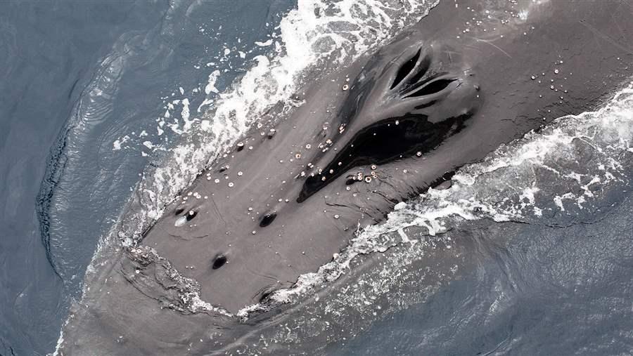 Humpback whale