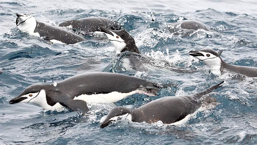 Chinstrap penguins