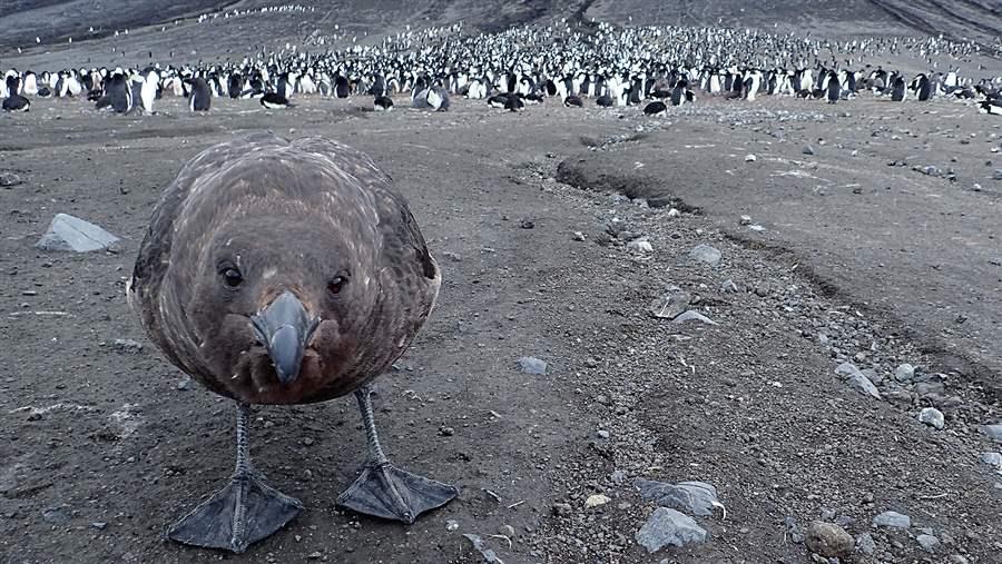 brown skua