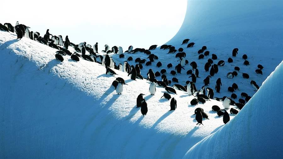 Chinstrap penguins gather