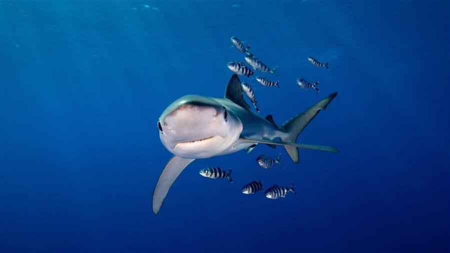 Blue shark