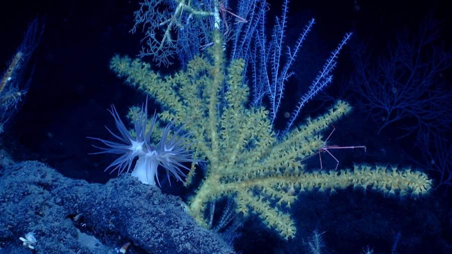 Deep sea coral