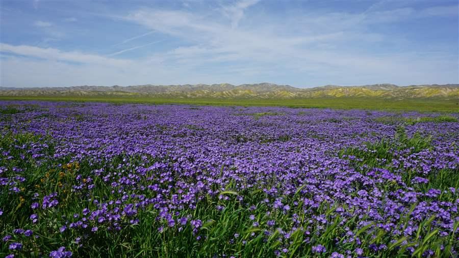 spring 2017 wildflower bloom