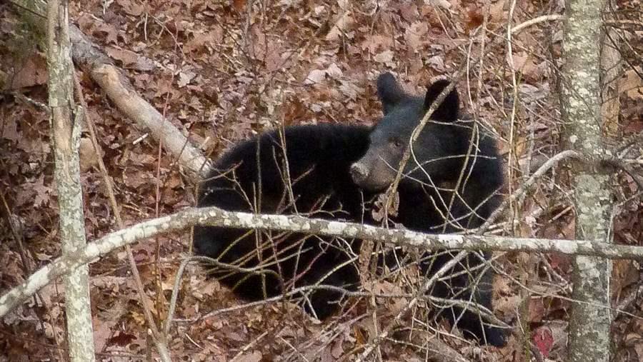 black bear