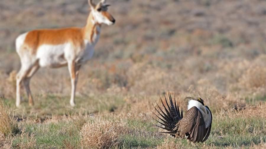 Sage-grouse