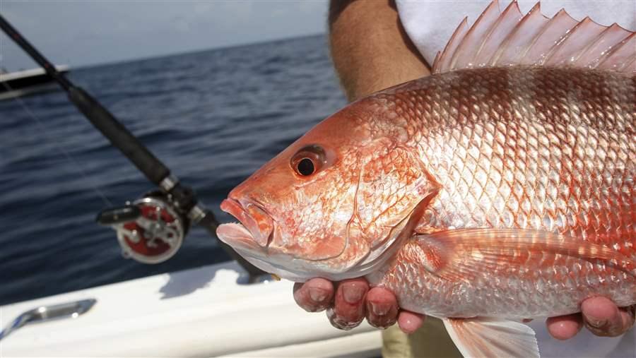 Red Snapper