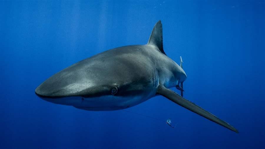 Dusky Shark