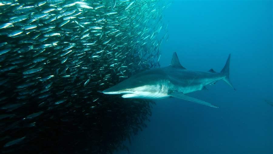 Dusky shark hunting