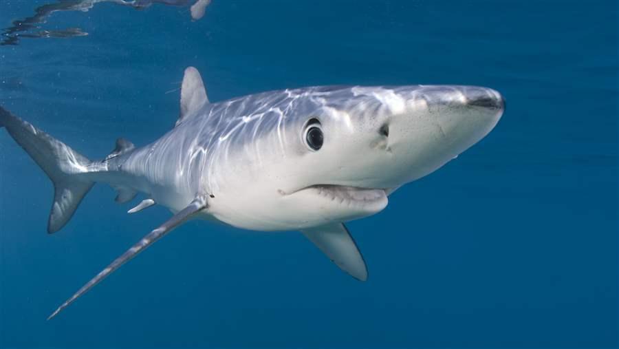 Blue shark