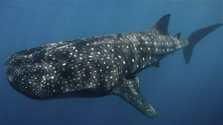 Whale Shark