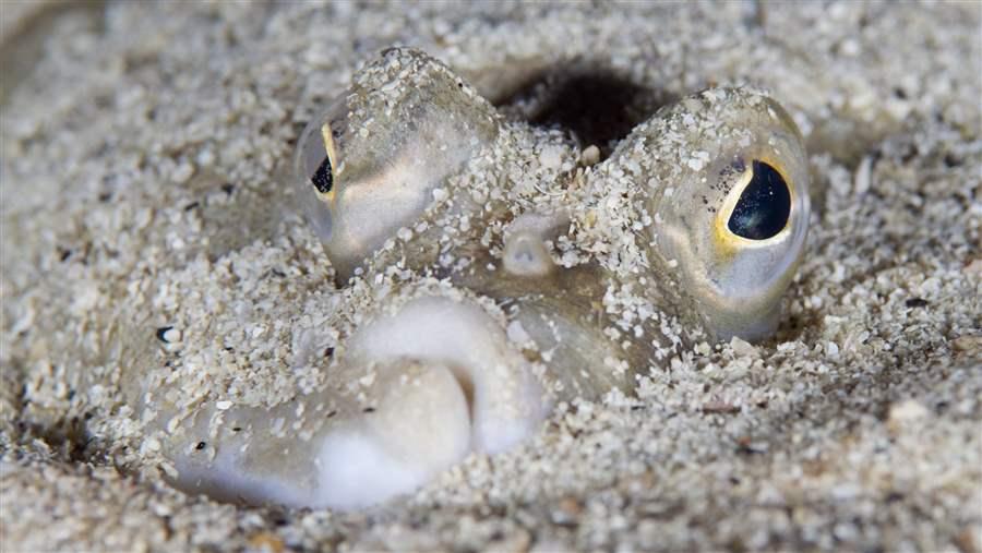 Overfishing in Northwestern Europe