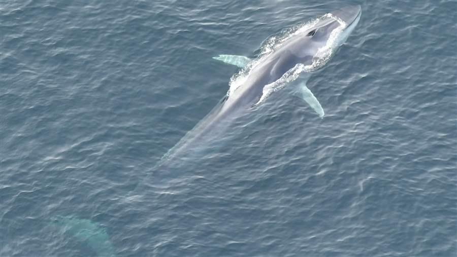 Northeast Canyons and Seamounts Marine National Monument