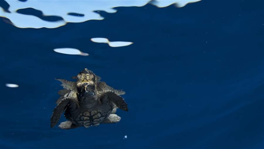 Sea turtle