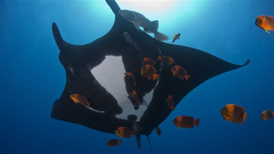 manta ray