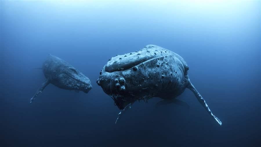 Humpback