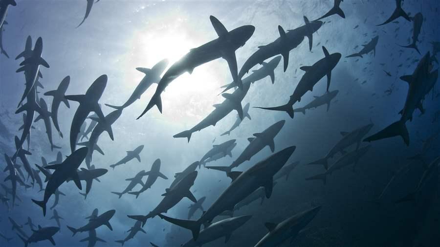 Silky sharks