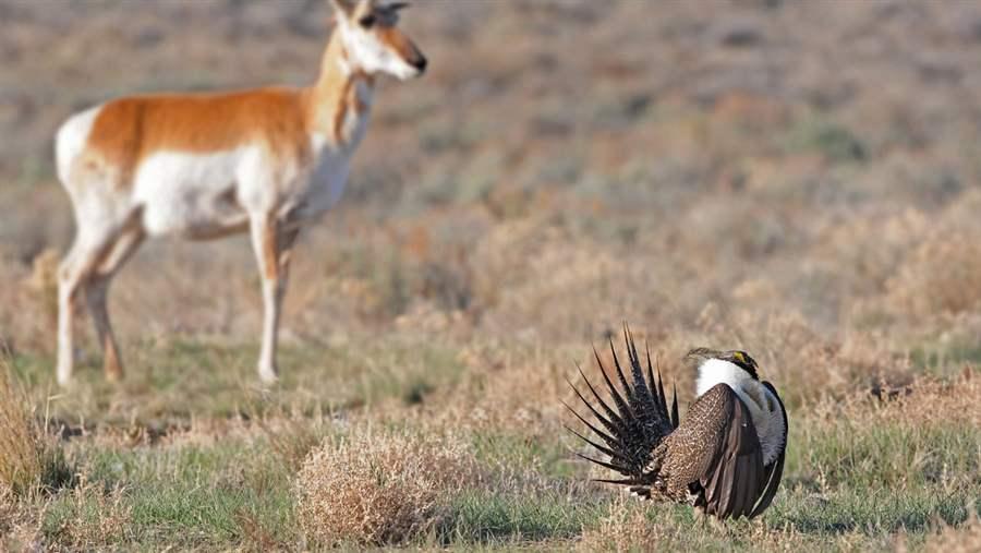 Sage Grouse