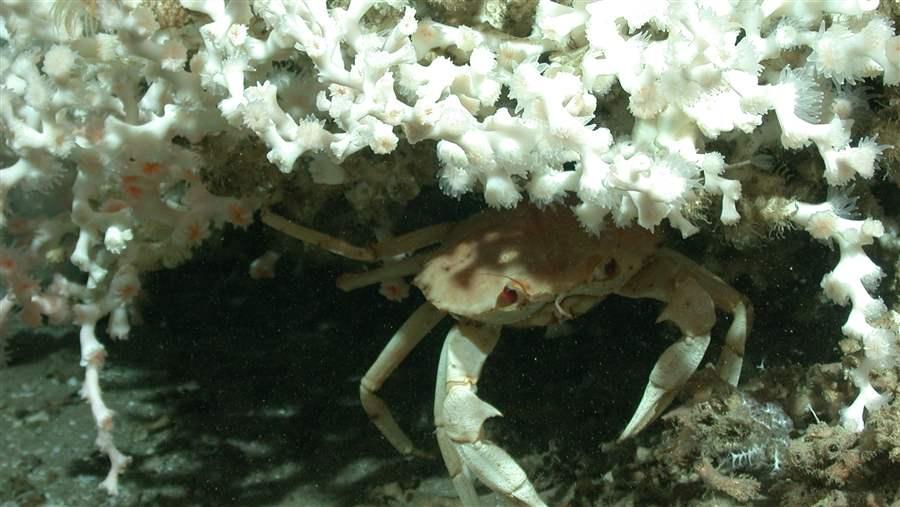 Coral reefs