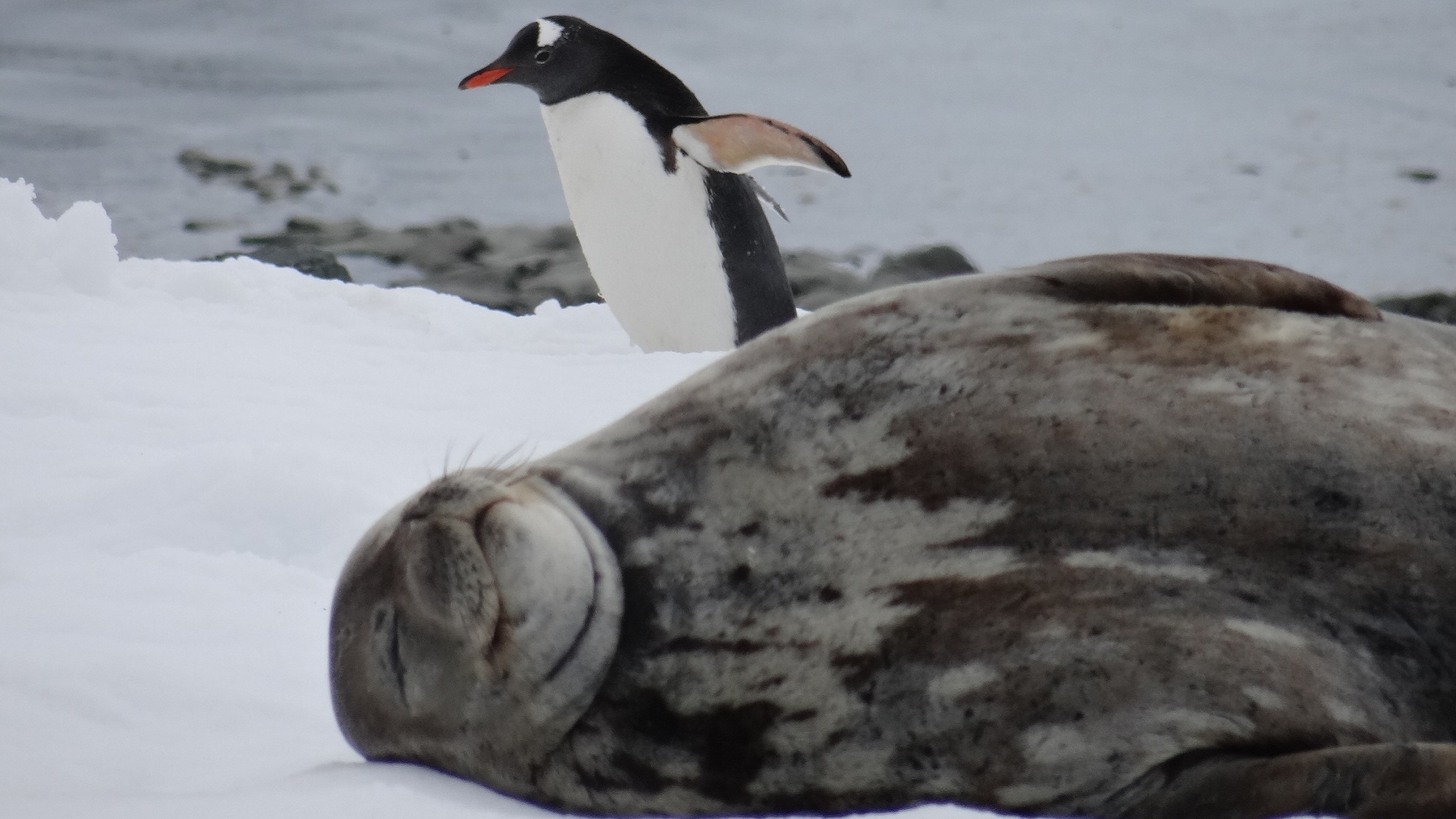 Seal and gentoo penguin