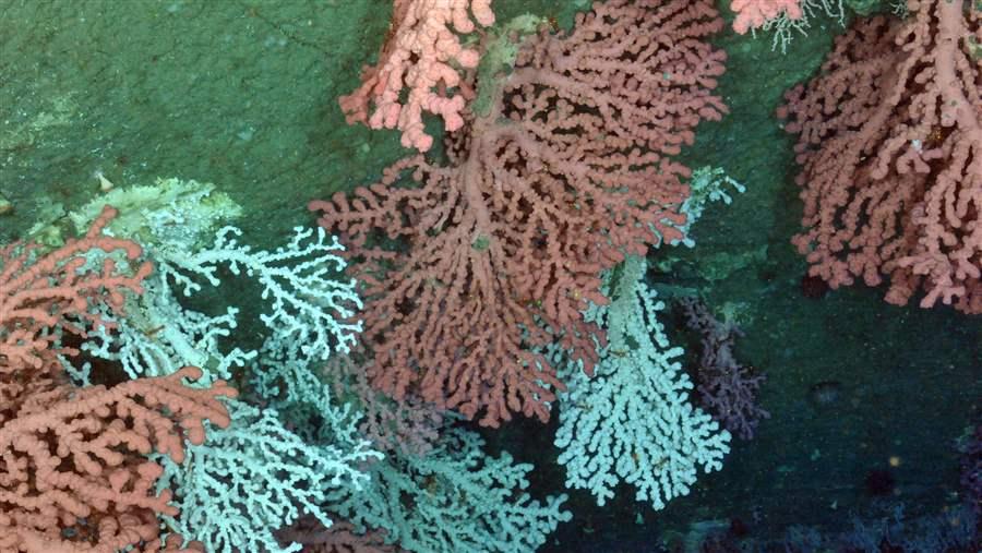 Bubblegum Coral