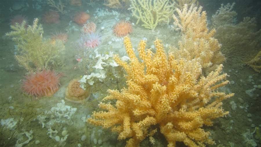 Deep sea corals