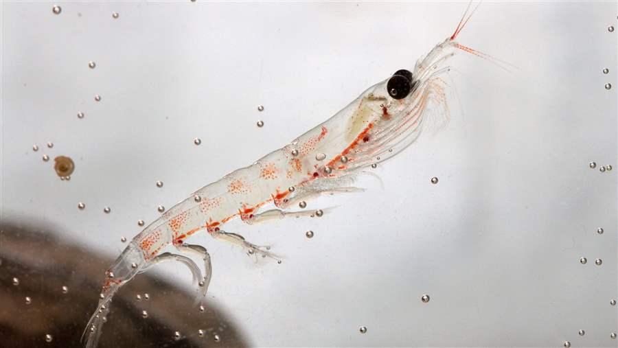 Krill