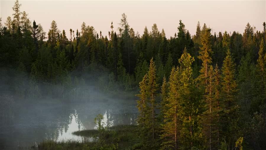 boreal forest