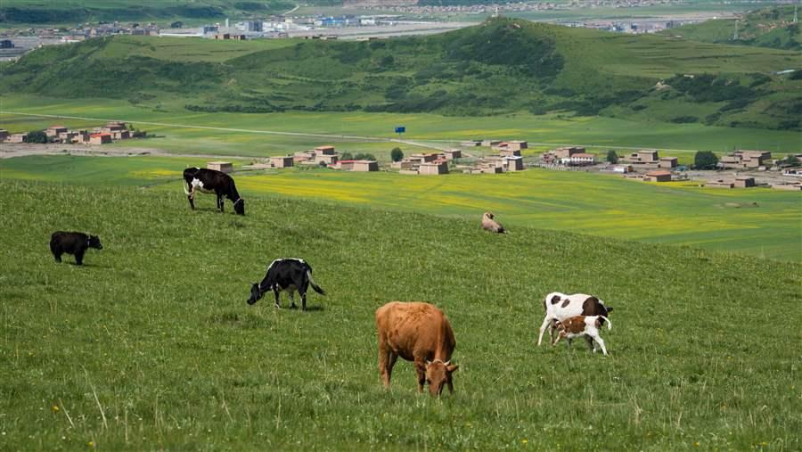 Cows grazing