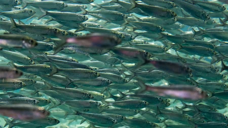 Ecosystem-based fisheries management