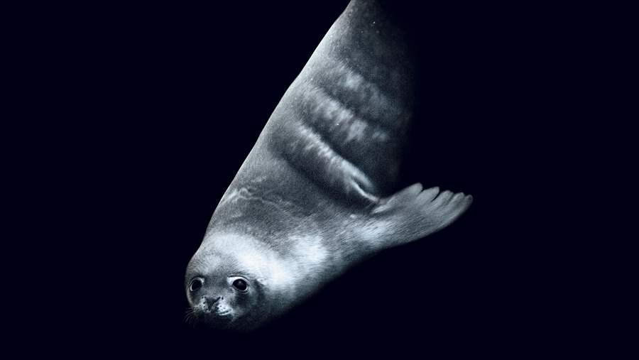 Weddell Seal