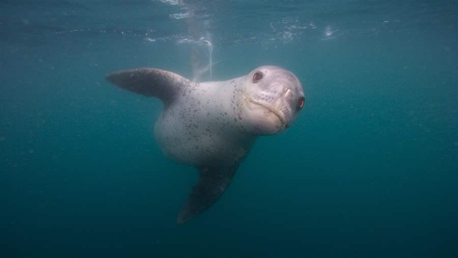 Leopard seal