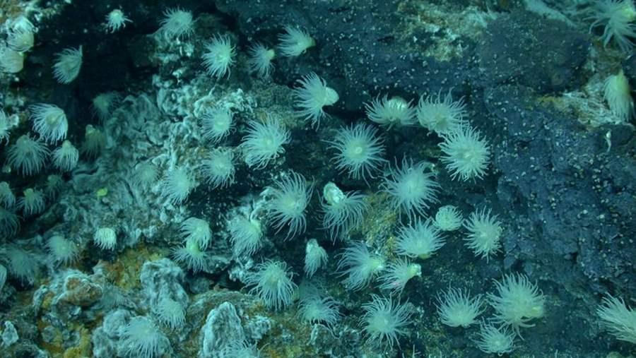 Hydrothermal vent fields