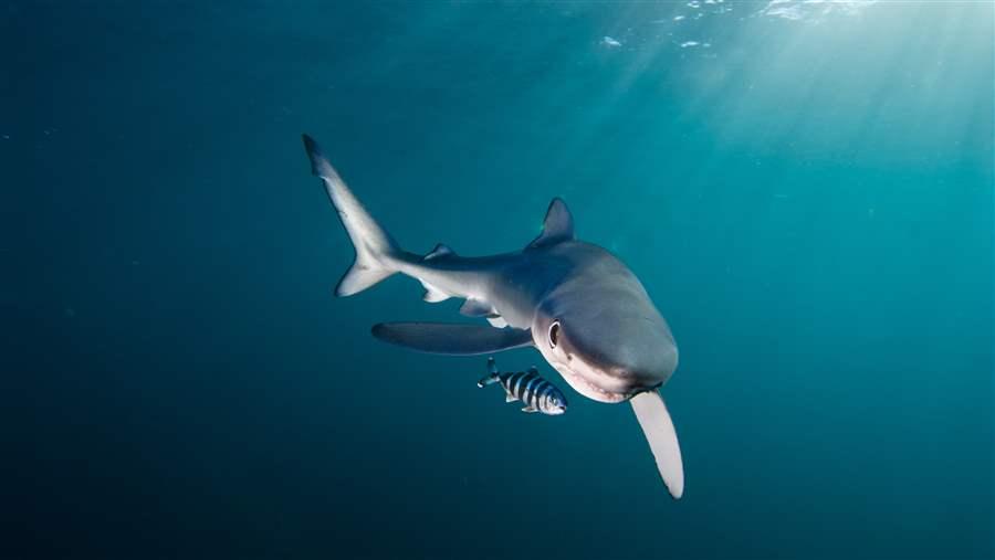 Blue shark