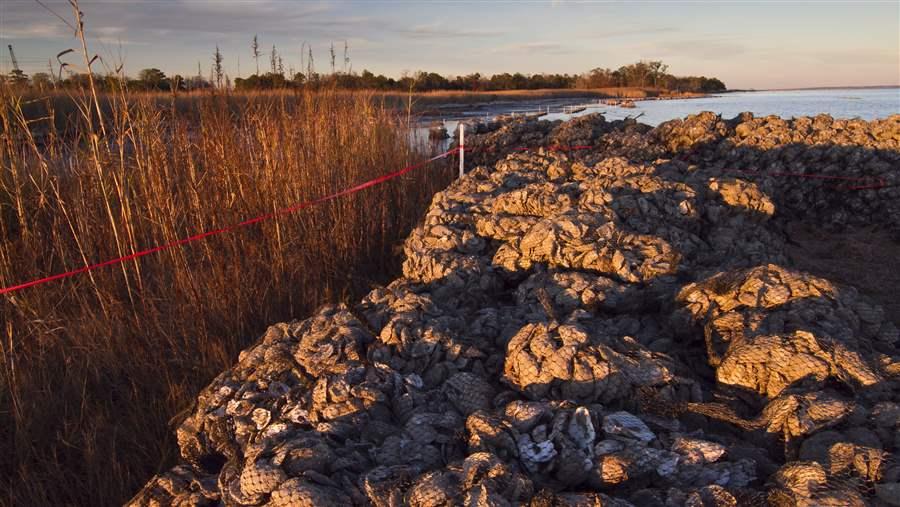 Living shorelines