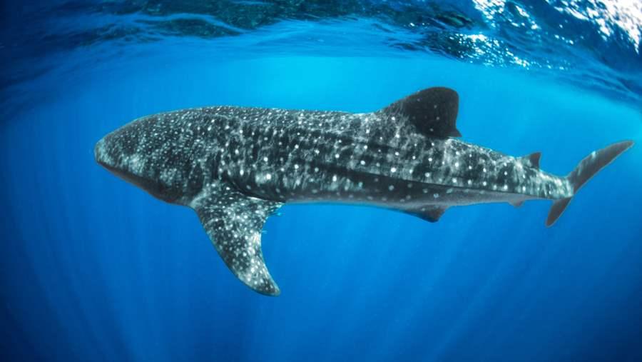 Whale shark