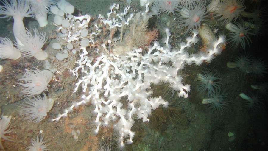 Lophelia pertusa coral