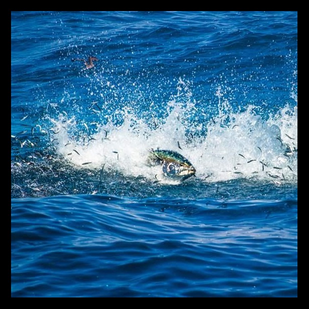 Pacific Bluefin tuna