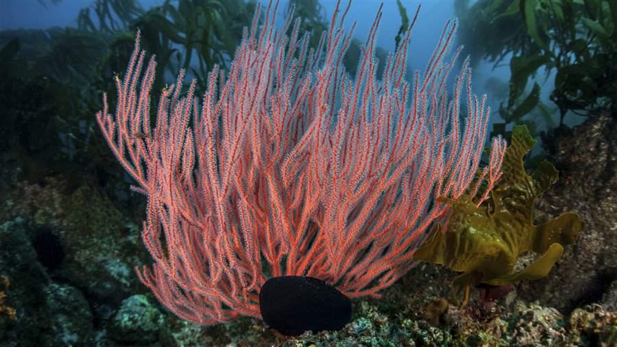 Red Gorgonian Whip Coral