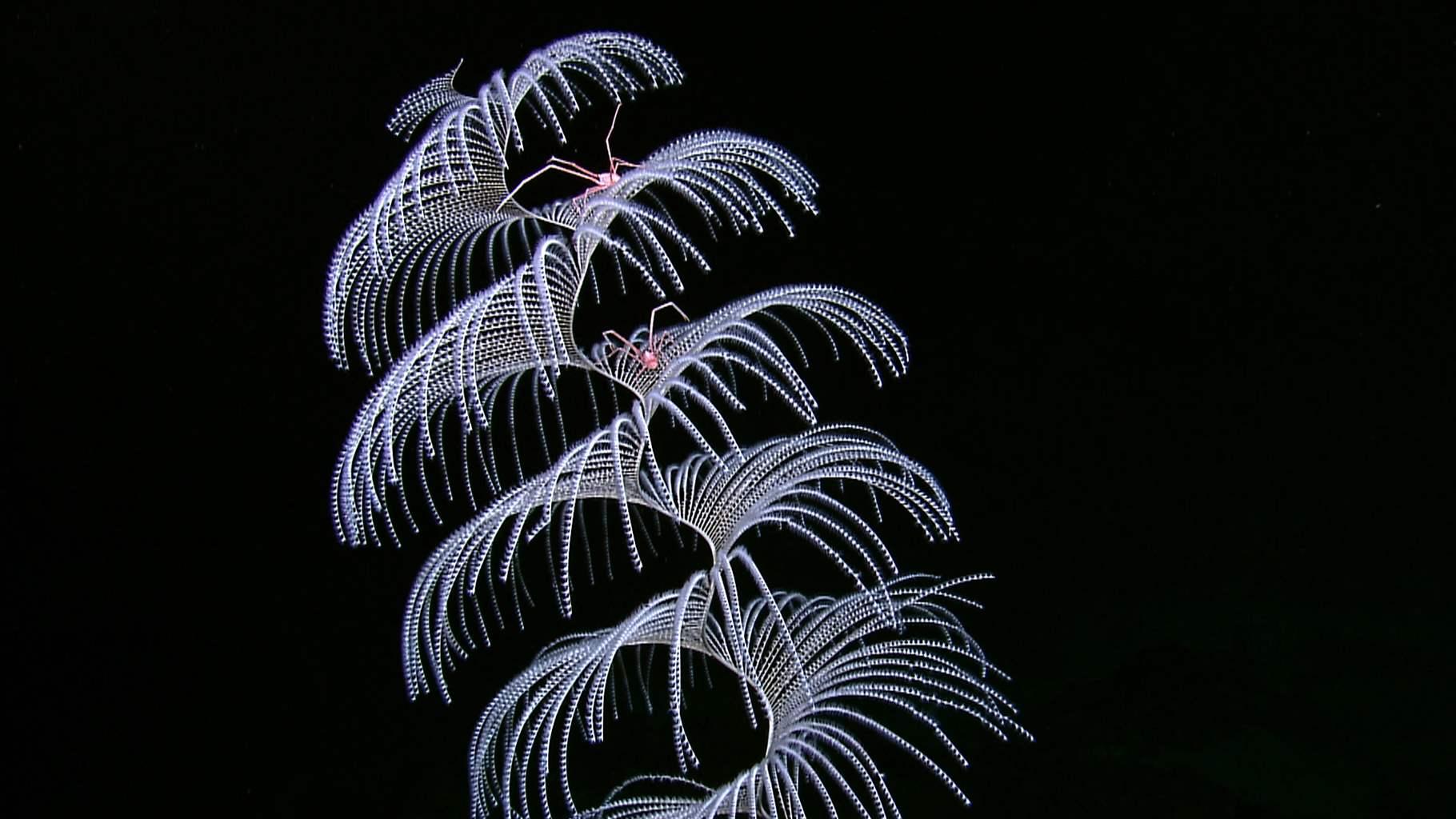 Iridogorgia coral