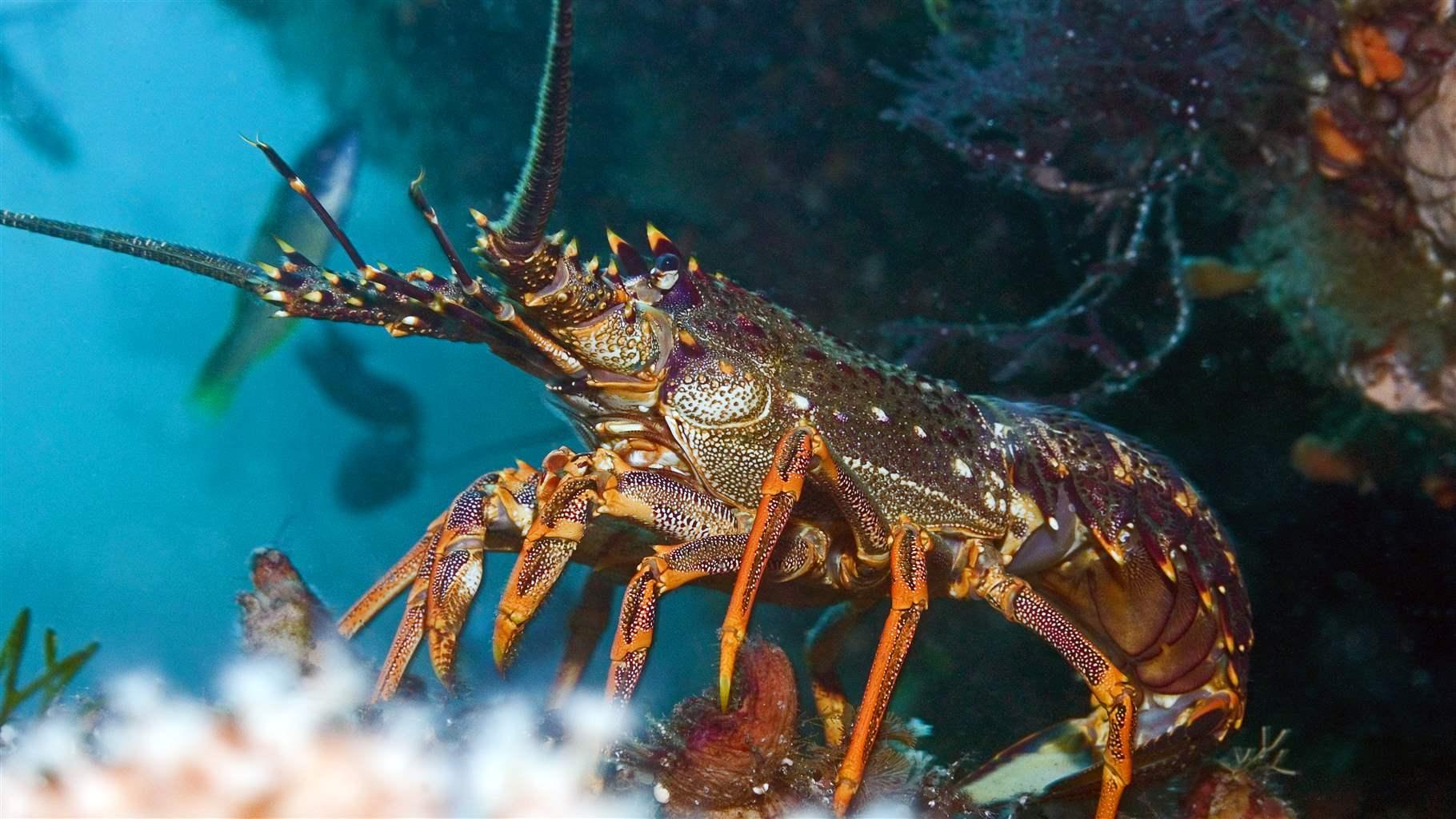 The giant spiny lobster