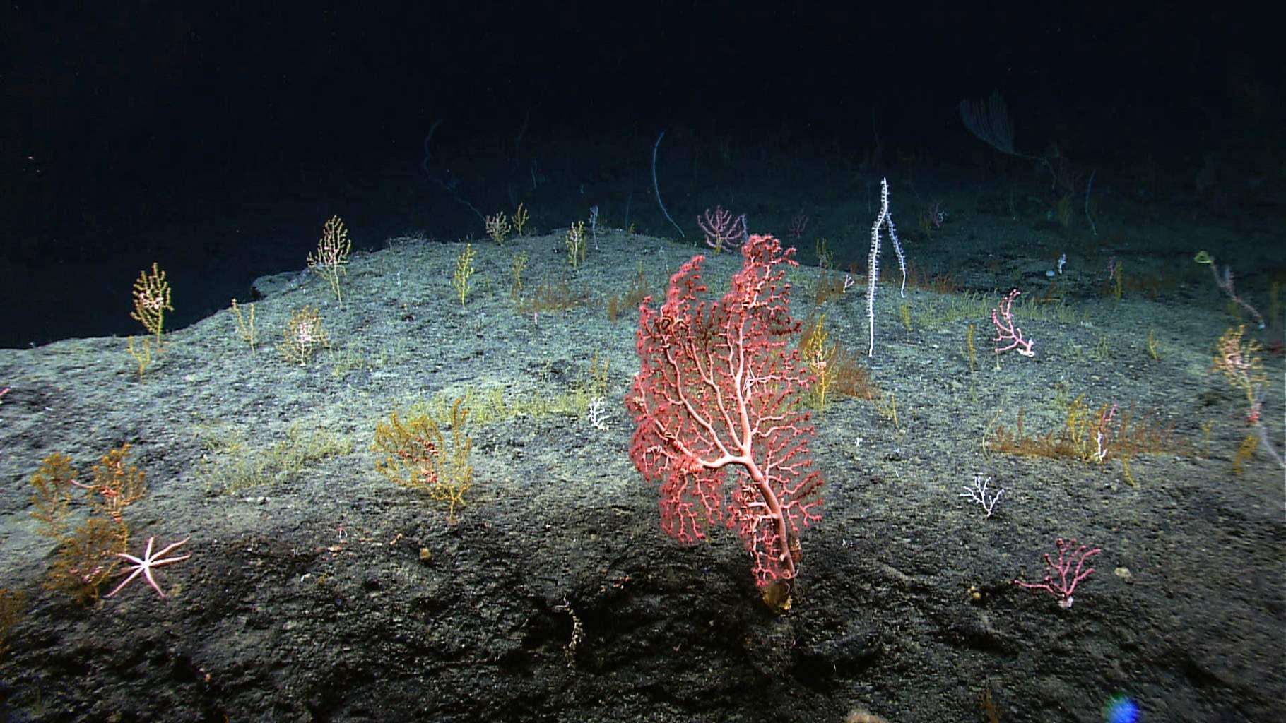 bamboo corals