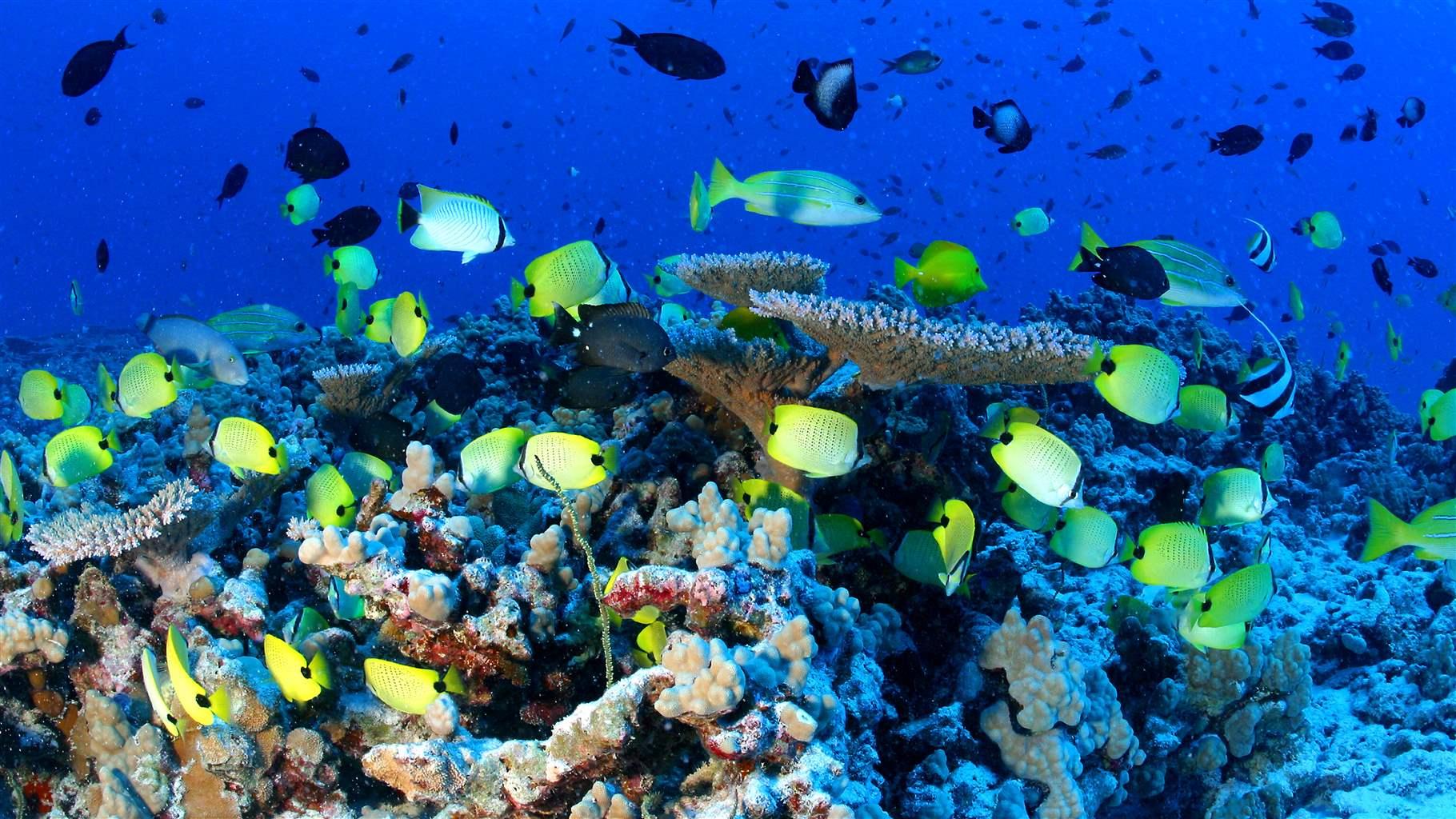 How Much Do You Know About Marine Protected Areas The Pew Charitable
