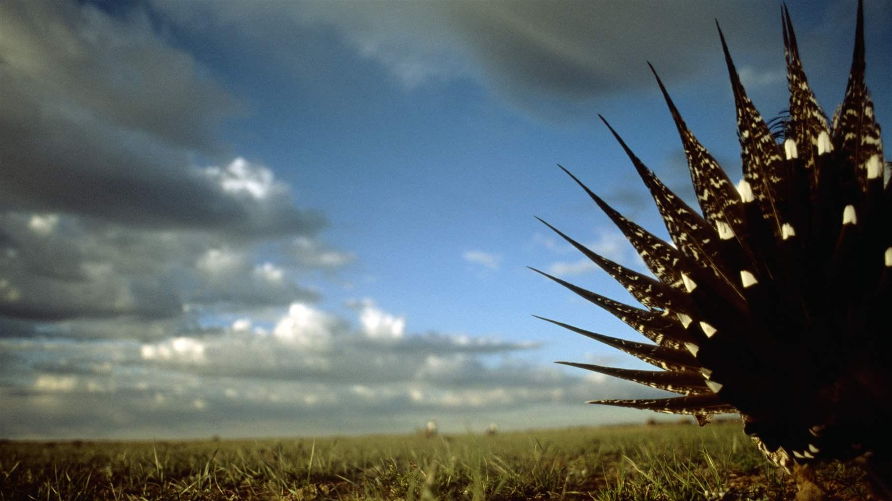 Sage Grouse