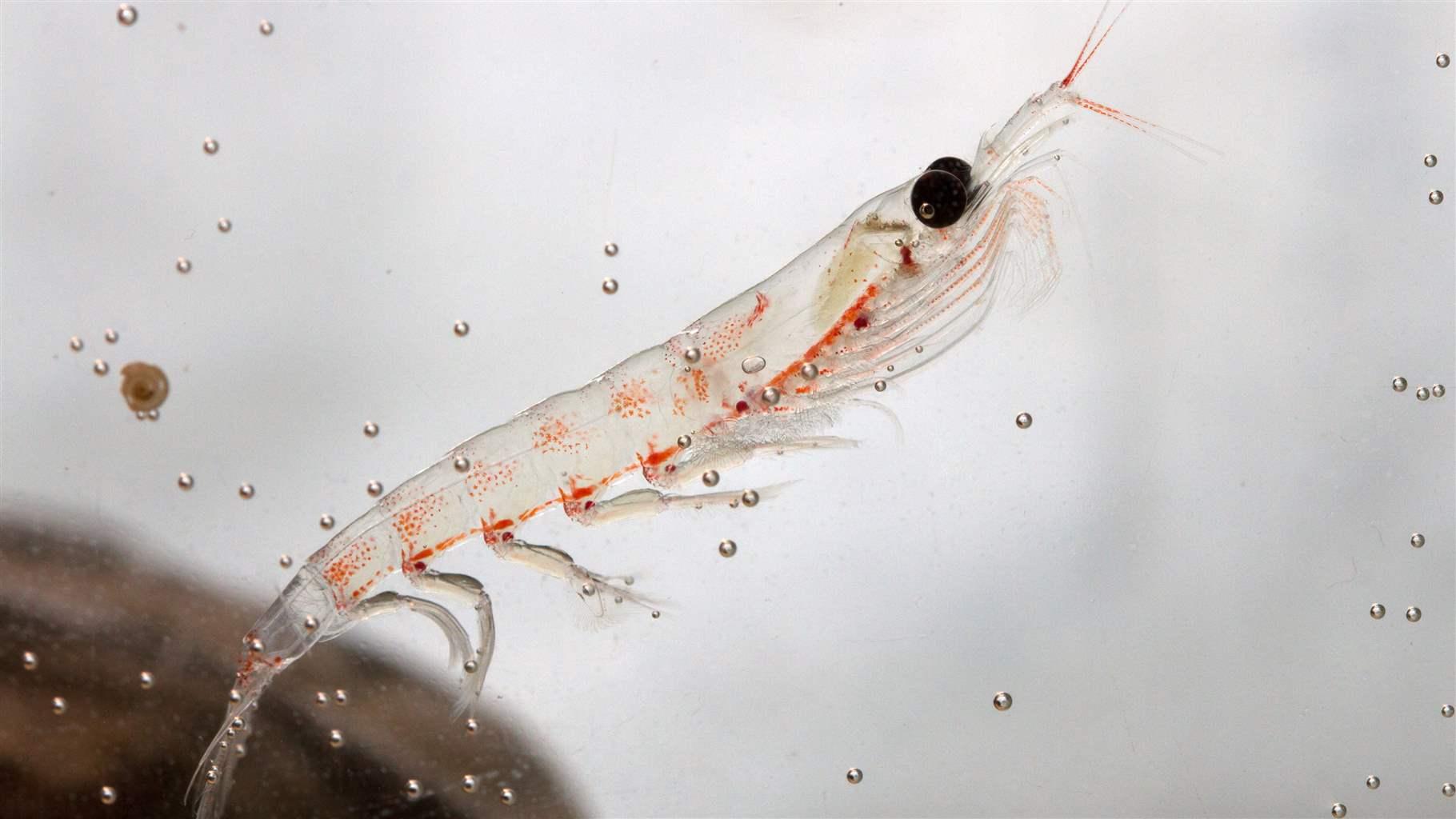 Krill