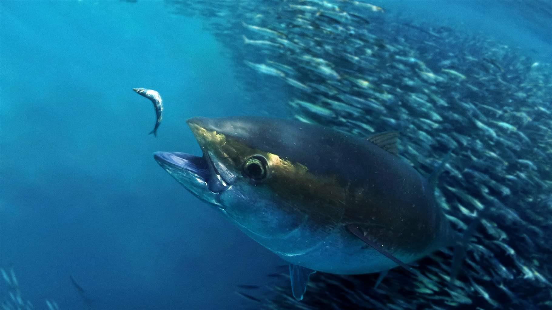 The Story of Atlantic Bigeye Tuna