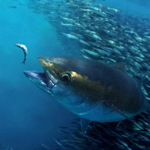 Atlantic tuna